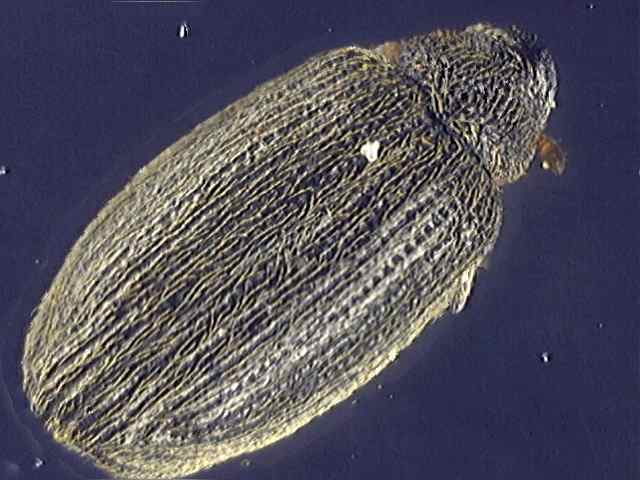Rhynchaenus fagi